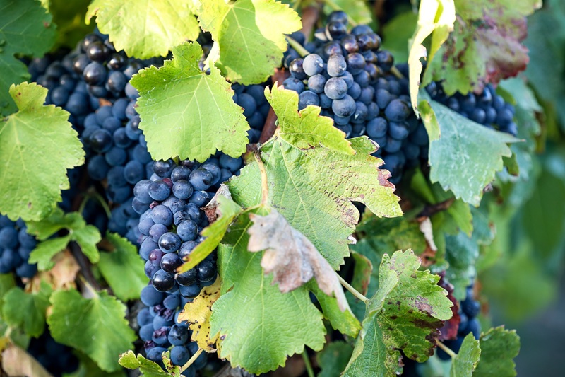 Grappe de raisin rouge du vignoble de Gaillac, un cépage typique utilisé pour la production des vins rouges AOP Gaillac.